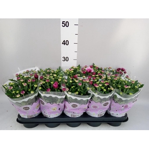 Chrysanthemum  'Ciao'