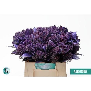 Skim Ov Bs Klb Aubergine