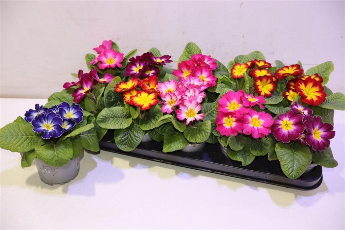 <h4>arr8 Prim Ac Gem</h4>