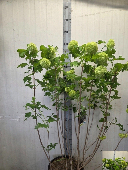 <h4>VIBU OP ROSEUM</h4>