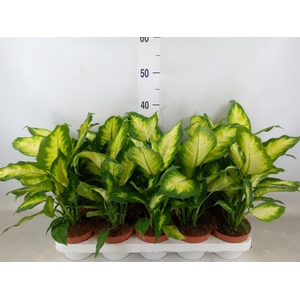 Dieffenbachia  'Camilla'