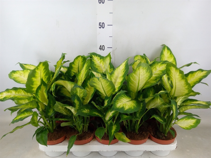 <h4>Dieffenbachia  'Camilla'</h4>