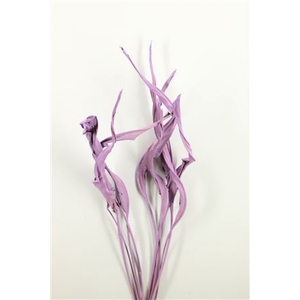 DRIED STRELITZIA 10PC FROSTED MILKA