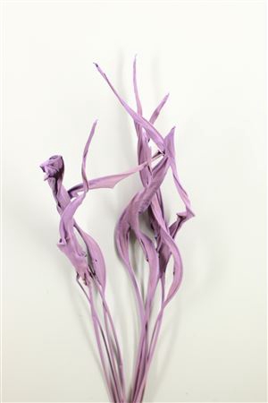 <h4>DRIED STRELITZIA 10PC FROSTED MILKA</h4>