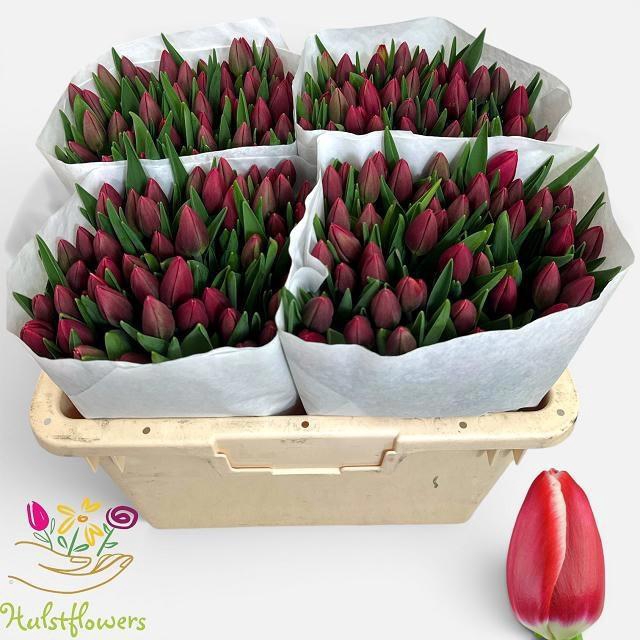 <h4>TU EN KUNG-FU</h4>