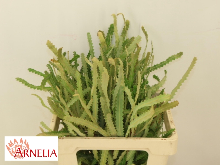 <h4>BANKSIA PRIONOTES</h4>