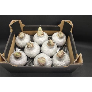 Amaryllis Topline Zilver