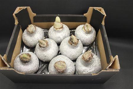 <h4>Amaryllis Topline Zilver</h4>