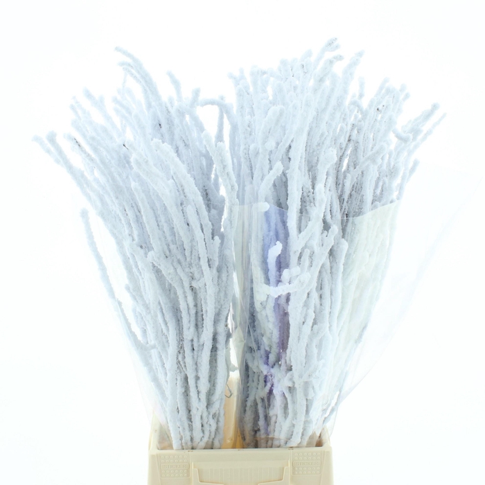 <h4>BETULA OV KLB H%</h4>