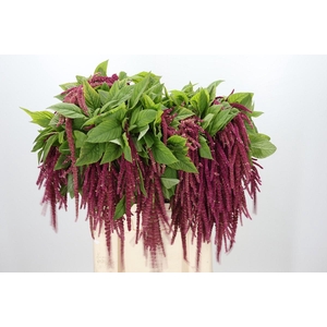 Amaranthus Caudatus Red Cord