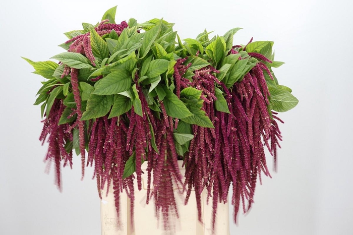 <h4>Amaranthus Caudatus Red Cord</h4>
