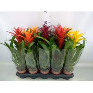 Guzmania   ...mix