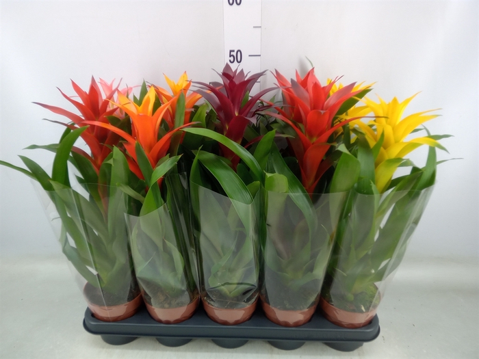 <h4>Guzmania   ...mix</h4>