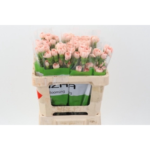 Di St Peach Novia 50cm