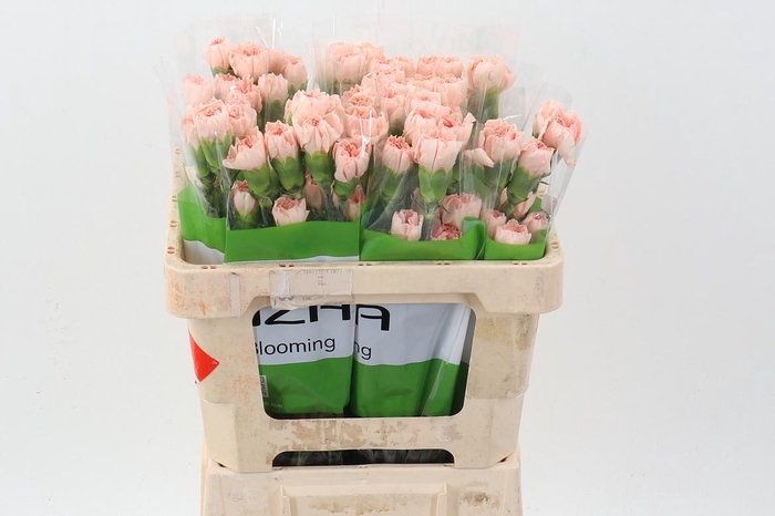 <h4>Di St Peach Novia 50cm</h4>