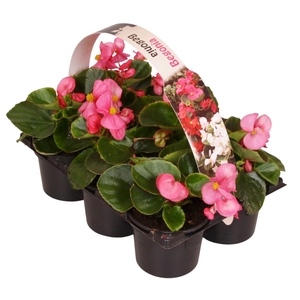 Begonia Semp groenbladig roze 6p