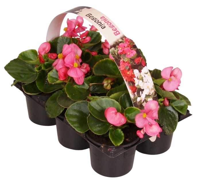 <h4>Begonia Semp groenbladig roze 6p</h4>