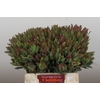 Leucadendron Highlight