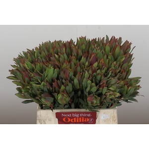 Leucadendron Highlight