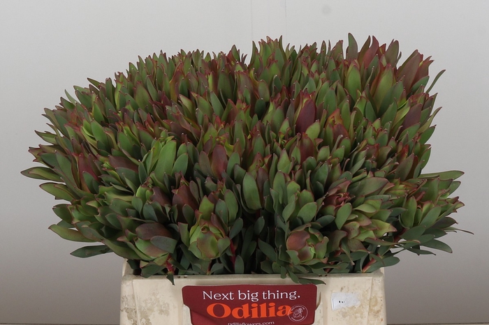 <h4>Leucadendron Highlight</h4>