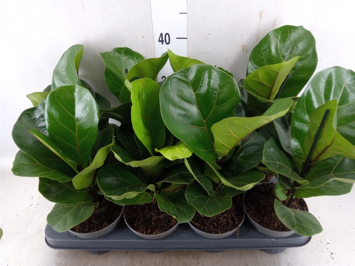 <h4>Ficus lyrata 'Bambino'</h4>