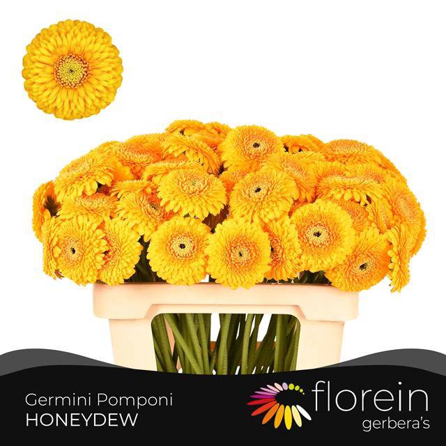 <h4>GE MB POM HONEYDEW</h4>