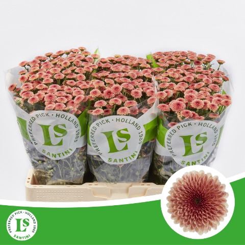 <h4>Chrysanthemum SA 'Calimero Salmon'</h4>