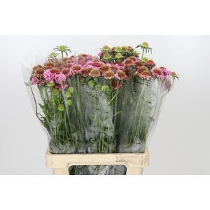 Scabiosa Focal Popsicle