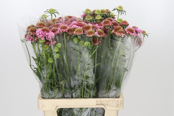 <h4>Scabiosa Focal Popsicle</h4>