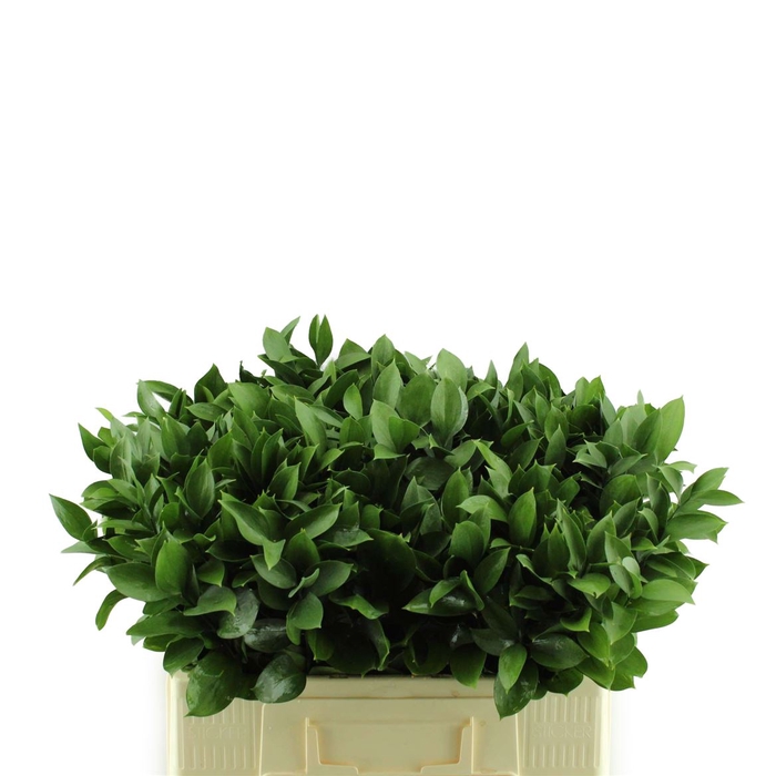 <h4>Ruscus Hypophyllum</h4>