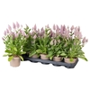 Ptilotus exaltatus Joey