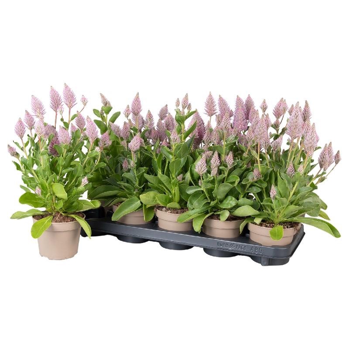 <h4>Ptilotus exaltatus Joey</h4>