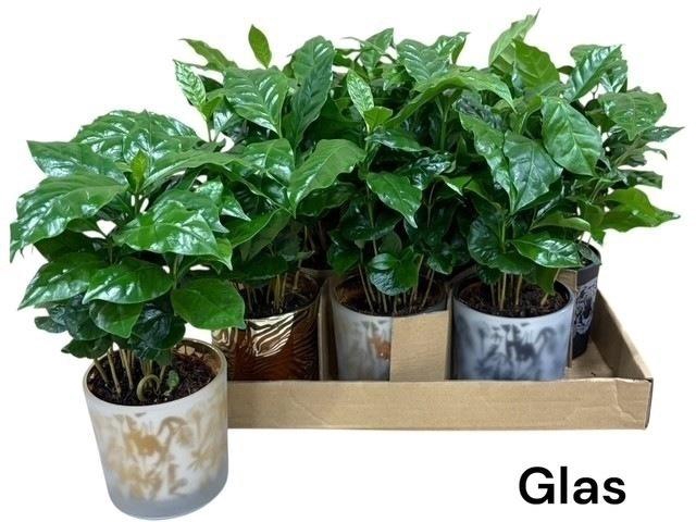 <h4>COFFEA ARABICA</h4>