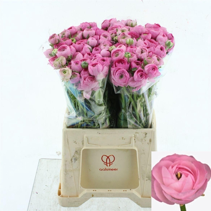 <h4>RAN EL PINK</h4>