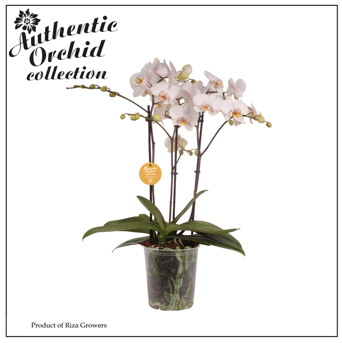 <h4>Phalaenopsis Marvellous White 50+ – 17cm | Authentic</h4>