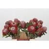 Banksia Coccinea