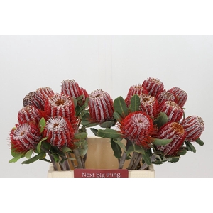 Banksia Coccinea