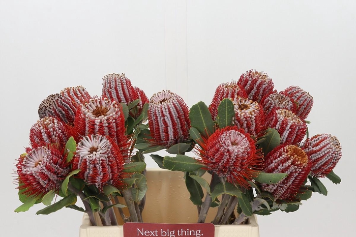 <h4>Banksia Coccinea</h4>
