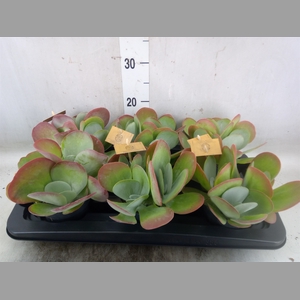 Kalanchoe NF thyrsiflora