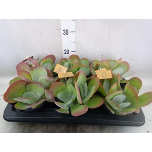 Kalanchoe NF thyrsiflora