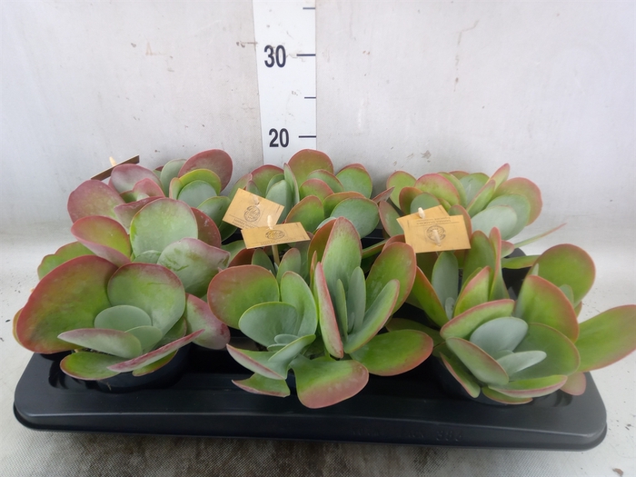 <h4>Kalanchoe NF thyrsiflora</h4>