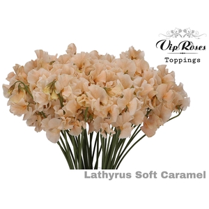 LATHYR SOFT CARAMEL