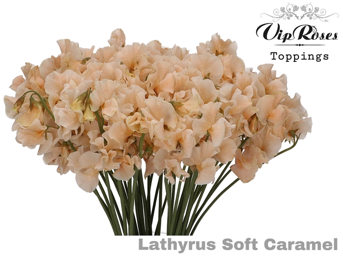 LATHYR SOFT CARAMEL