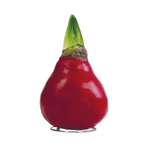 <h4>Amaryllis TOW Gloss X-Red 6x1, rode bloem, Tray 236</h4>