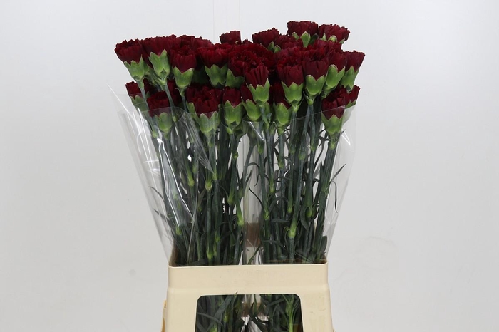 <h4>Dianthus St Zurigo</h4>