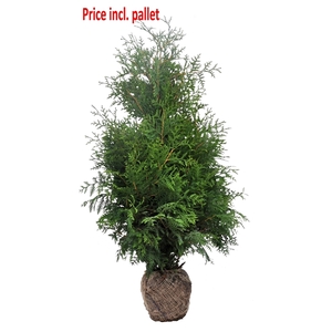 Thuja occ. Brabant, plantmaat 120-140 cm - Rondgestoken - KLUIT