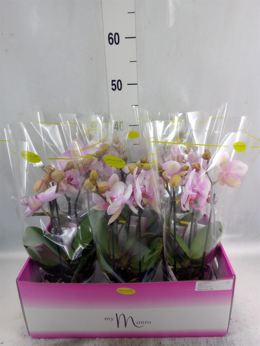 <h4>Phalaenopsis   ...rose</h4>