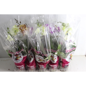 PHALAENOPSIS MINI P12