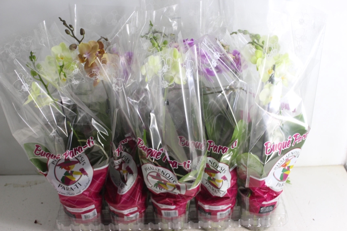 <h4>PHALAENOPSIS MINI P12</h4>