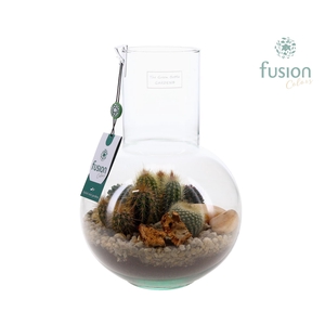 Green Bottle Suzanne Medium met Cactussen arrangement